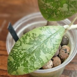 Hoya NoID (Aff Lambii)