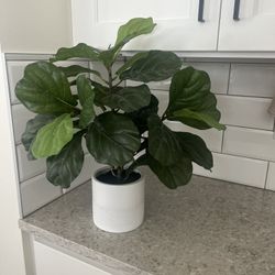 Faux Fiddle Leaf Plant $15