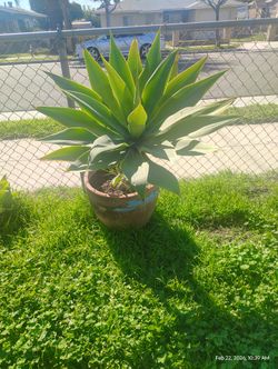 Foxtel Agave Plant