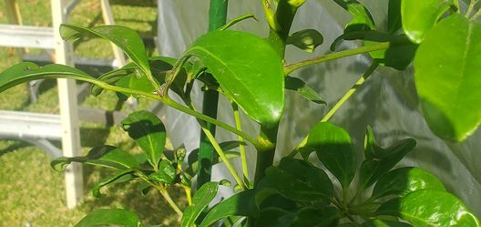 #50 Dwarf umbrella tree 5gal plant 65 " tall