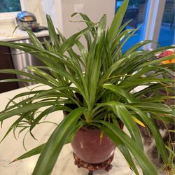 Spider plant