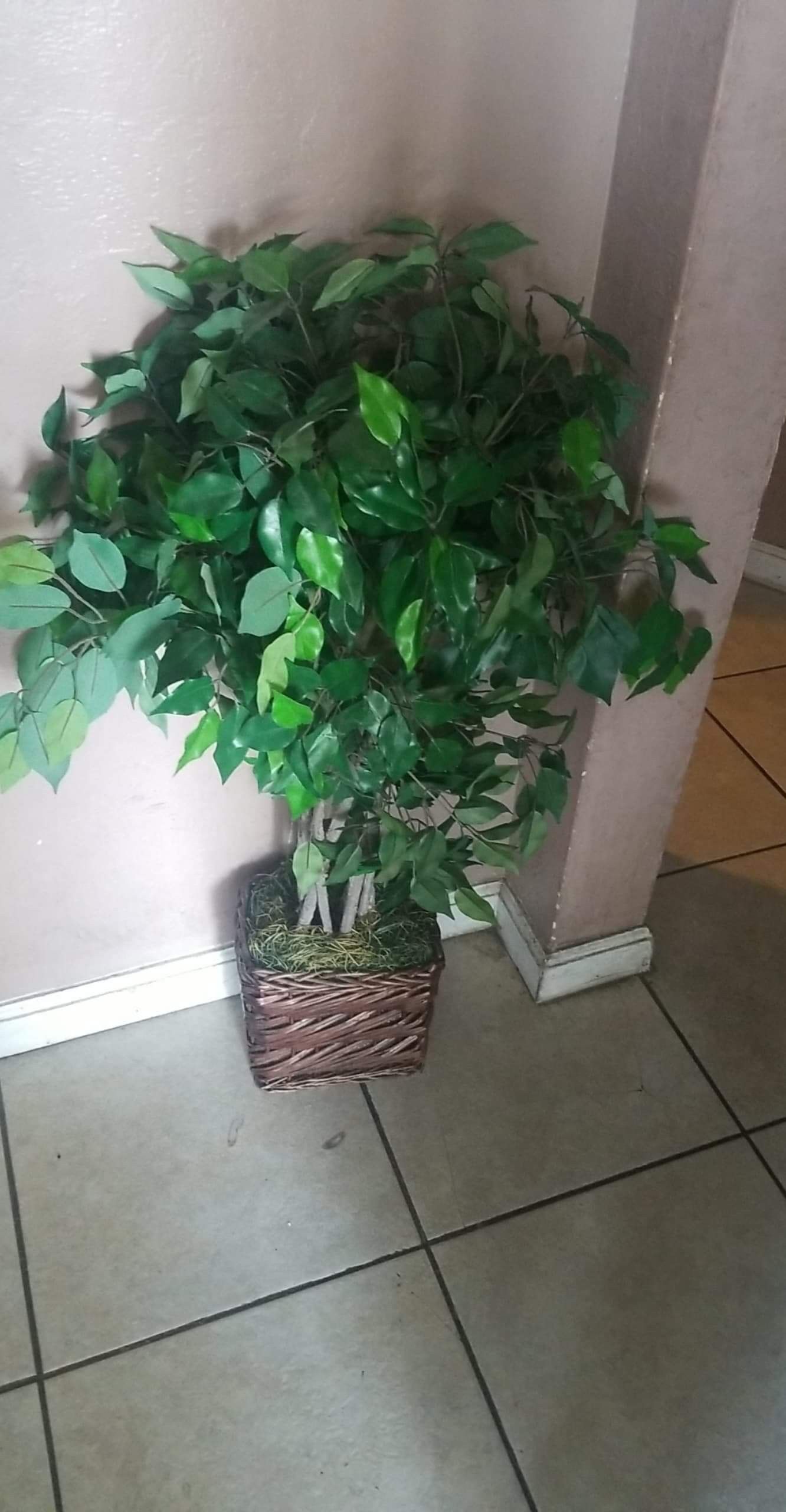 Fake house plants