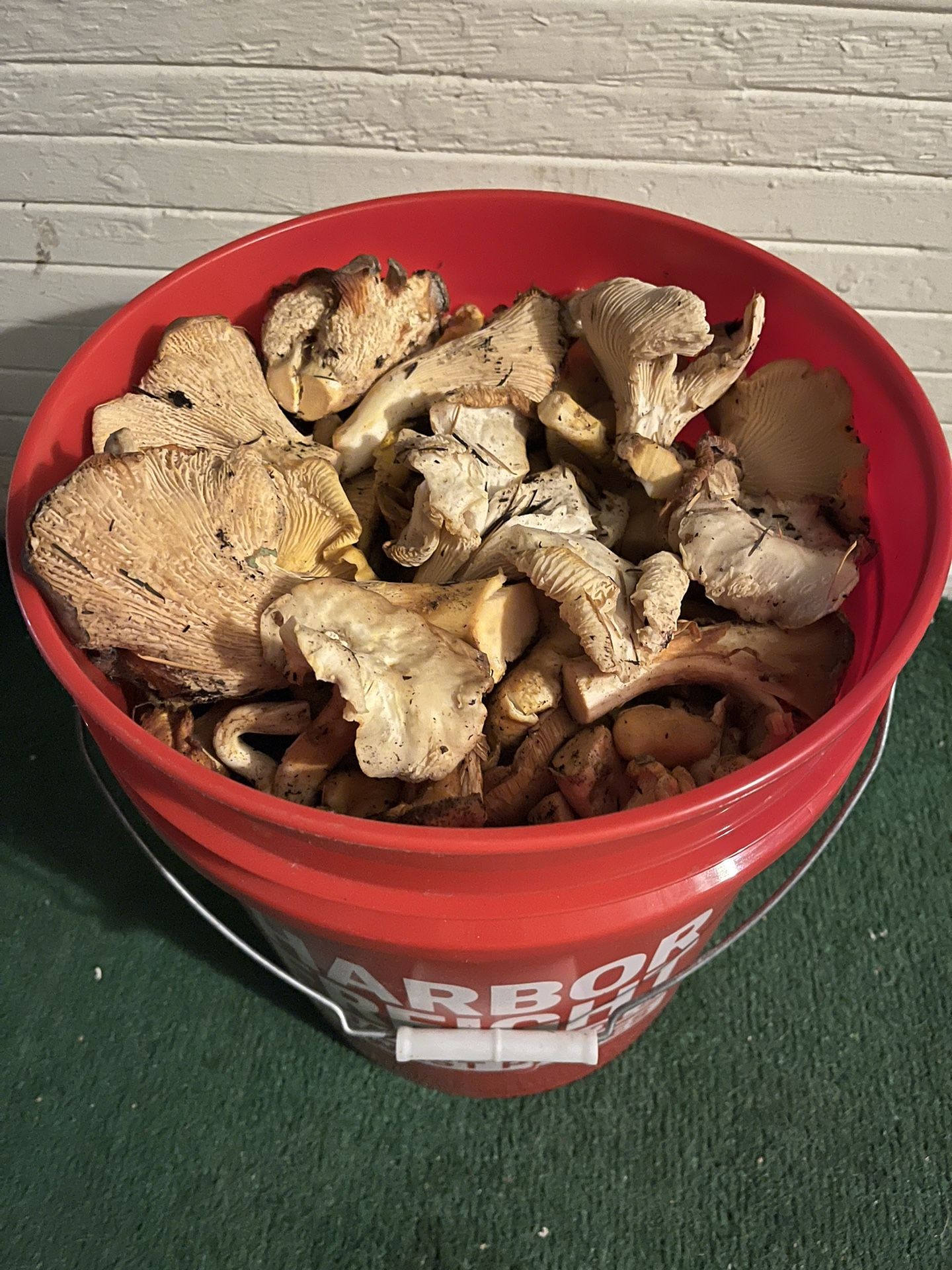 Fresh Chanterelles Mushrooms