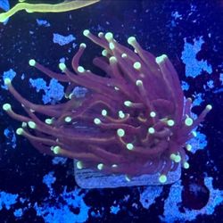 Jester Torch Display Decor