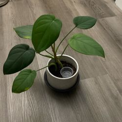 Potted Syngonium Chiapense Plant With Pot Pick Up Only
