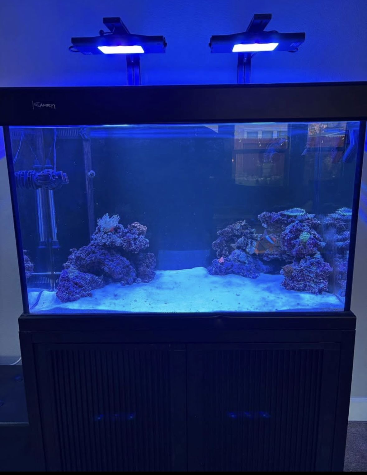 Saltwater Fish Tank