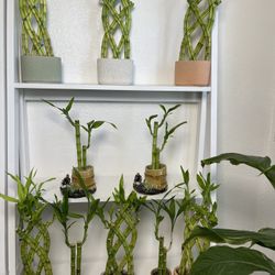 Bamboo Plants-Succulent Plants With Pots ($10 each)