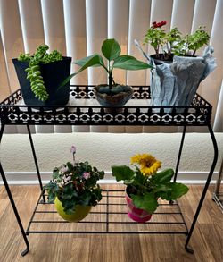 Beautiful Houseplants For Sale!