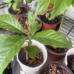 Avocado plants