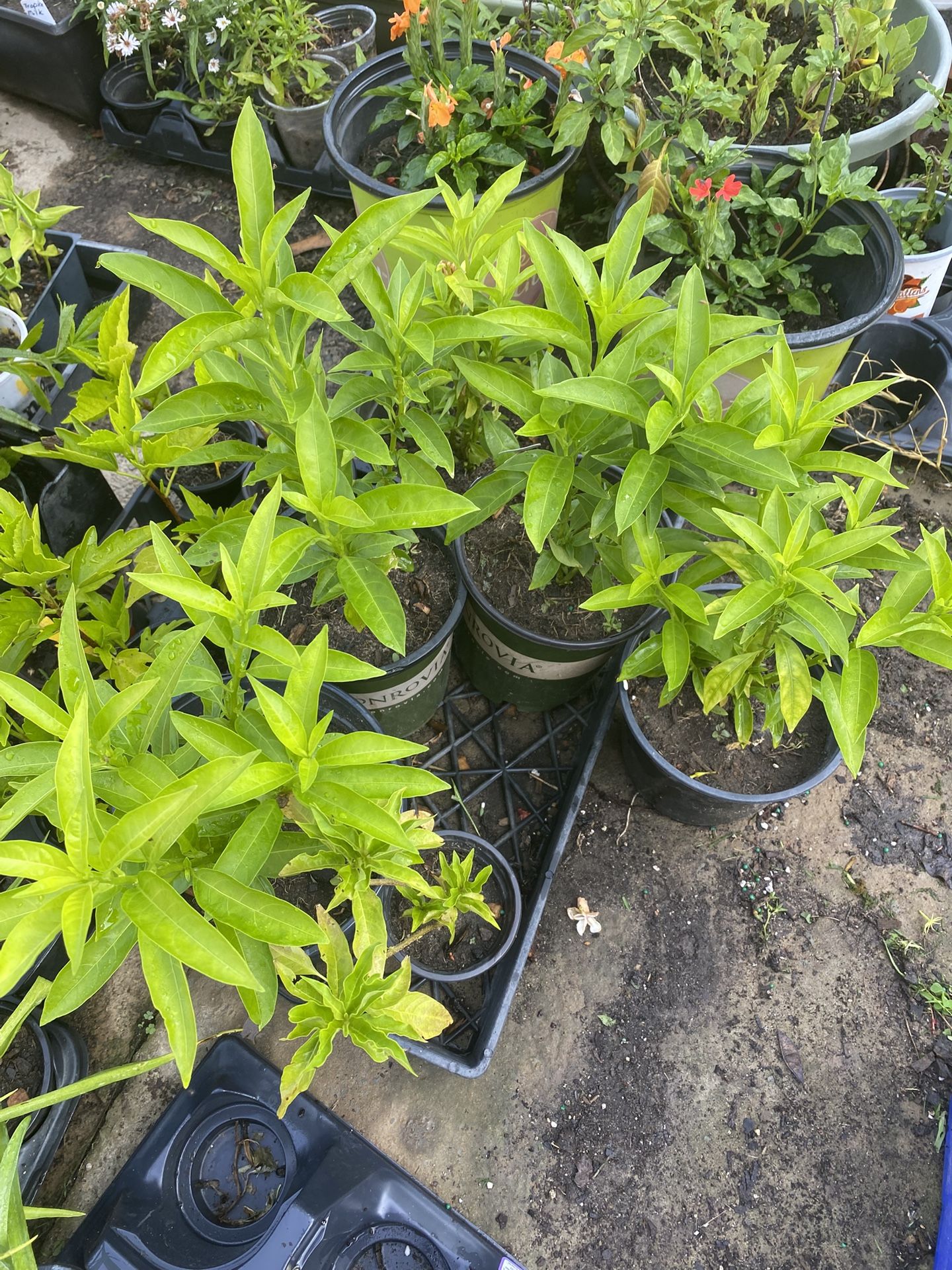 Ratkirani/Night Blooming Jasmine /Hasnahena Plants -will bloom soon( 9-12 inches bush)