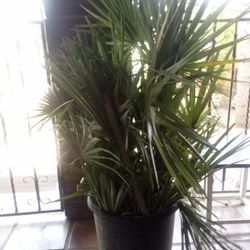 Palm Tree $250 OBO
