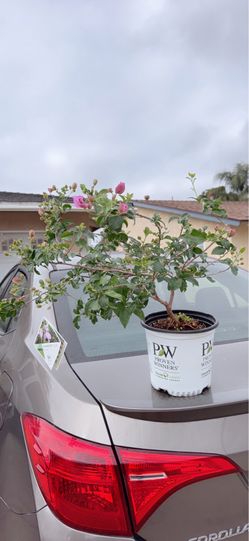 Beautiful Bougainvillea Bonsai🌸Bamboo Lillac