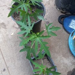 Dwarf Maradol Papaya Trees Take 3 For $10