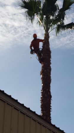 Cleanpalm