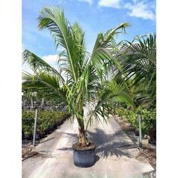 Coconut Dwarf Palm In 15gal Palmeras De Coco Enano En 15gal 