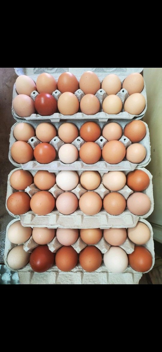 Farm Fresh Brown Eggs