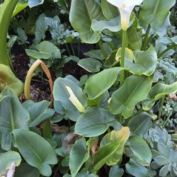 Calla Lilies