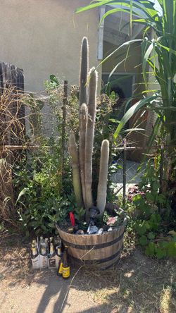 Cactus Snowman
