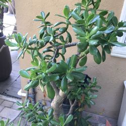 3’ Jade Plant