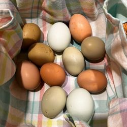FARM FRESH EGGS