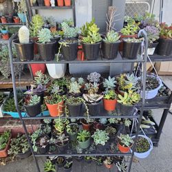Succulents 