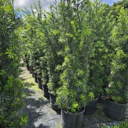 huge Podocarpus  Over 7 to 8 feet tall Instant  Privacy Hedge for fence 