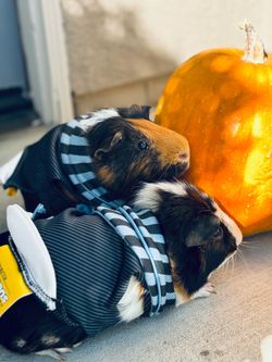 Guinea Pig Life Setup🤎🤍