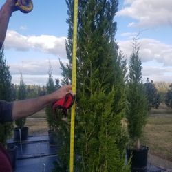 Great For Privacy Cedar Trees For Sale