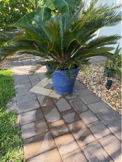 BEAUTIFUL SAGO PALM