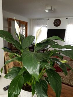 White Premium Sympathy Peace Lily - Indoor Plants House