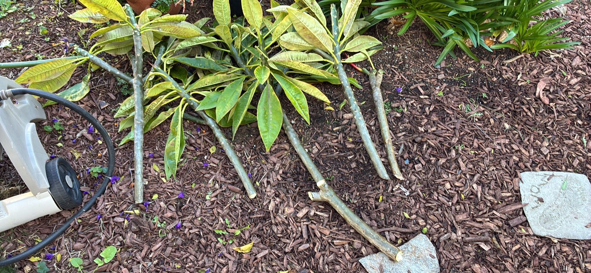 Yellow Plumeria Cuttings