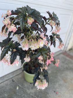 Angel Wing Begonia Fannie Moser Very Large Plant, In 5 Gallóns Pot Pick Up Only