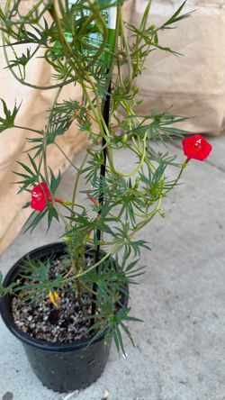 Cardinal climber vine 1 gallon