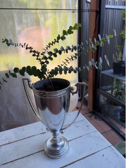 REAL trophy REAL Tree Eucalyptus-coral gables