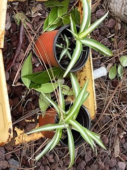 Spider Plants