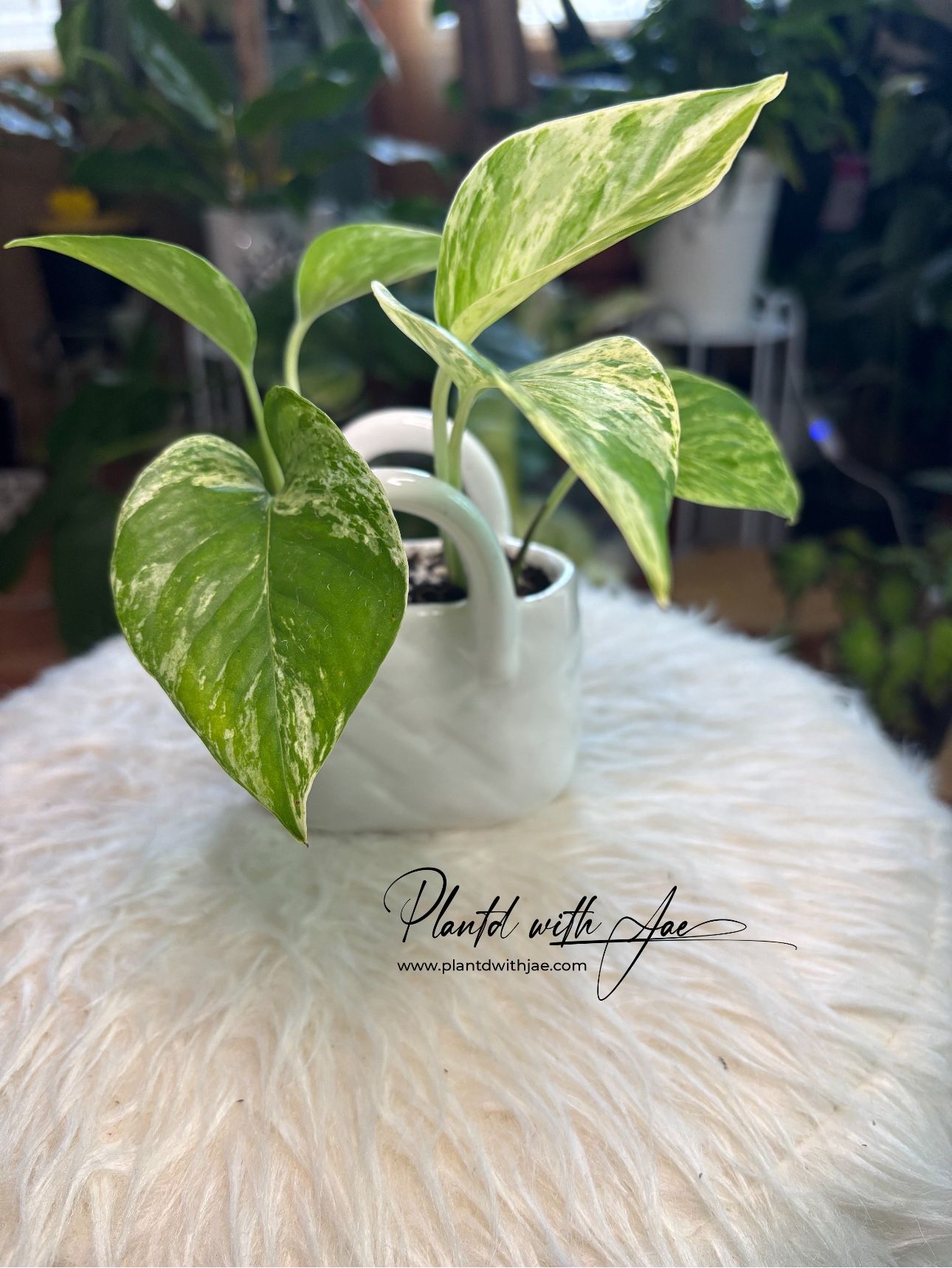 Snow Queen Pothos