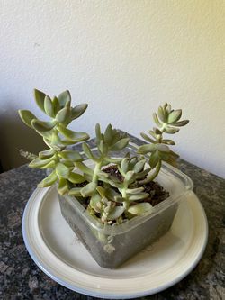 Ghost Plant