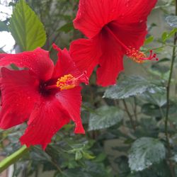 Tulipan Rojo Más De 6 Fts