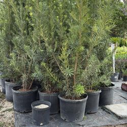 Overgrown Podocarpus 7 Gallons - 6’ Tall