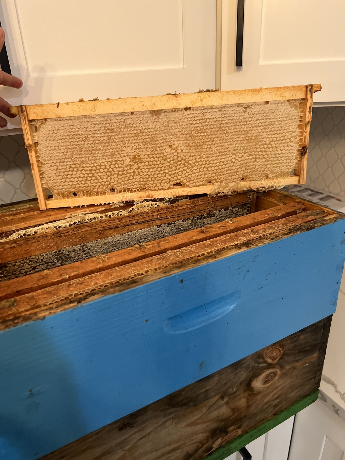 Honey Comb Frames