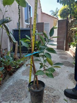Árbol de limón