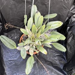 Dendrobium Aggregatum Orchid Flower Pot