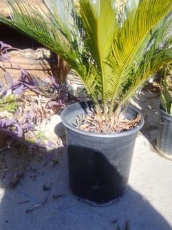 SAGO PALM W/ pot