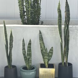 healthy Sansevieria Snake plants in decorative ceramic pots