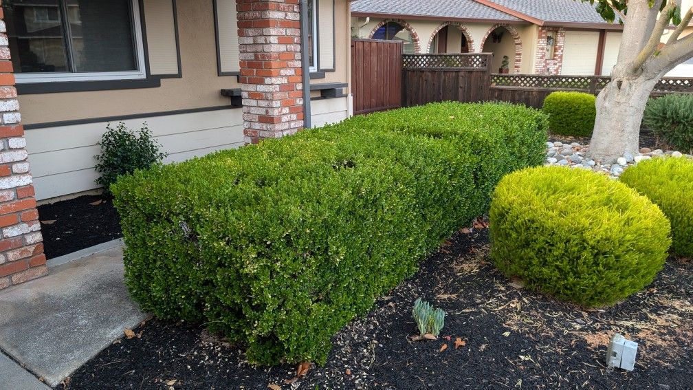 Free Hedge/Shrub