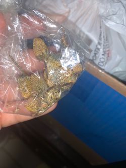 Seeds
