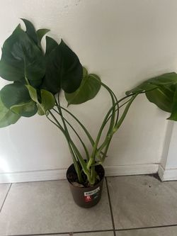 Monstera