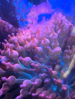 Aquarium