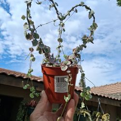 Variegated Strings of Hearts 💕 Plant $33