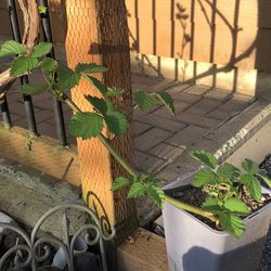 Thornless Blackberry